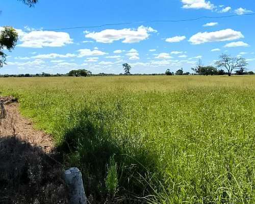 Campo Ganadero con Mejoras en Chajari