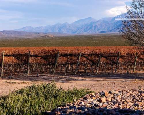 104 Has. Finca con Viñedos en el Cepillo, Mendoza