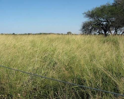 Campo en Venta, 519 Has. Bandera - Santiago del Estero.