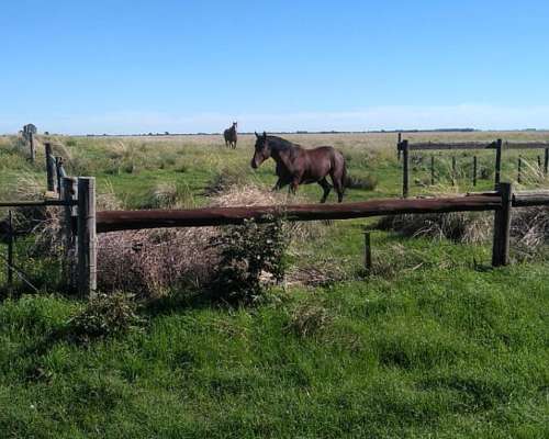 Se Venden 240 Has , Mixtas con MB Mejoras Sierra de Ventan