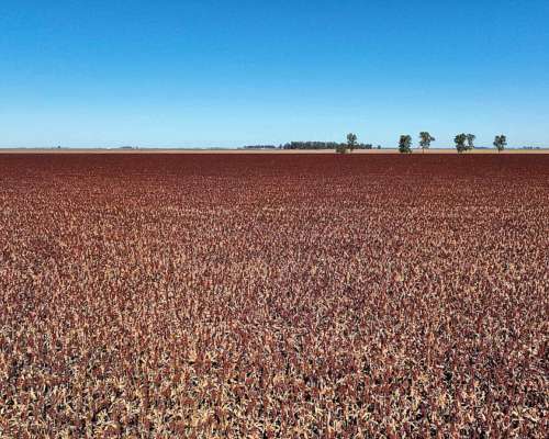 Pcia. de Santa FE - Aaron Castellanos 1125 Has