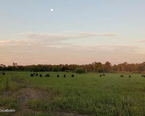 Venta Campo Mixto en Formosa - Pirane