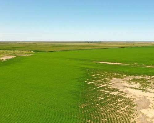 Tosquita, Río Cuarto, Córdoba - 458 Ha