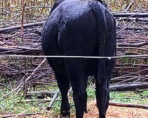 Ternero Negro, Posible Reproductor, de Buen Padre