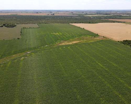 40 Hectáreas Agrícolas en Rosario del Tala, Excelente Tierra