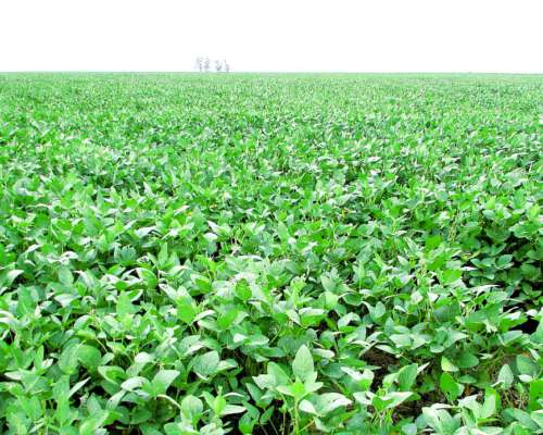 1166 Ha Mixtas Carlos Tejedor, BS. AS. Transf. Paq. Accion.