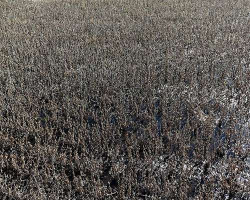 Campo 223 Ha Santa Regina, Gral. Villegas, BS. AS.