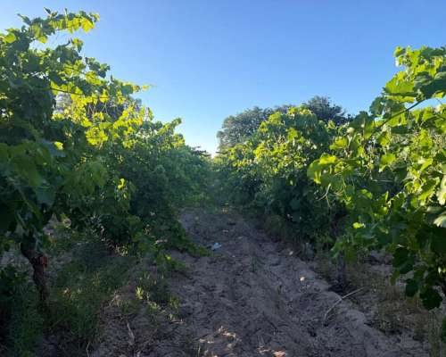 Finca 5.5 Ha con D° de Riego, Junin, Mendoza