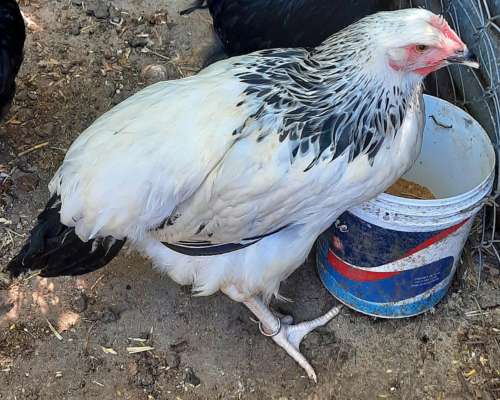 Gallos de Puros de Raza. Sussex Armiñado.