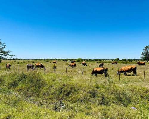 General Rodríguez, Buenos Aires - 79 Ha