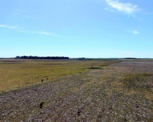 450 Has en Bolívar - BS. AS. - Mixto - Venta