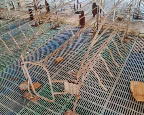 Lote Parideras, Jaulas de Parto, BOX de Maternidad 100u