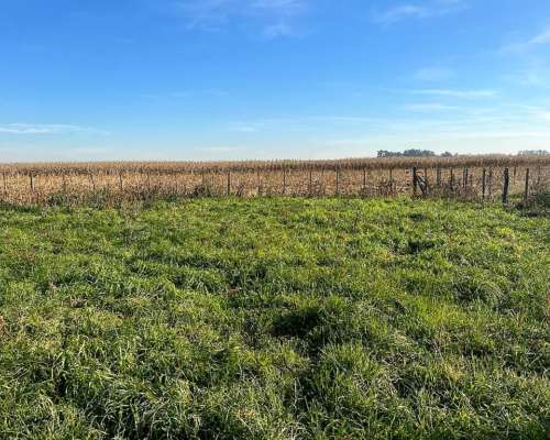 Campo 250 Ha Mixtas Venta Saladillo