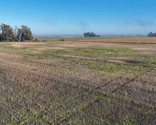 Pcia. de Buenos Aires - Carmen de Areco 66 Has