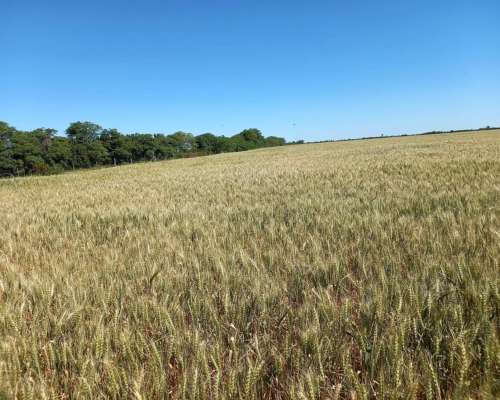 Agrícola Suelo 1 Rafaela