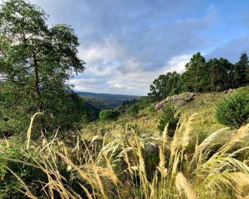 Venta Campo de 29 Ha en Villa Berna Calamuchita Córdoba