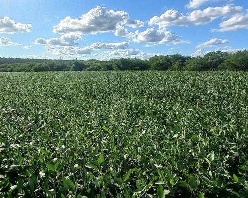 Campo Agricola 70 Hectareas