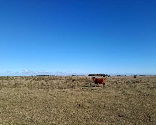 470 Ha Ganadero Chascomus