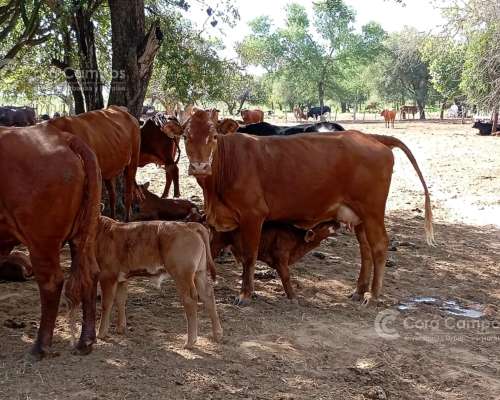Campo en 4000 HA. Ganadero, Armado, con Todas las Intalacion