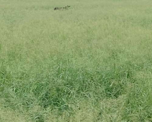 Vendo Campo en Matará