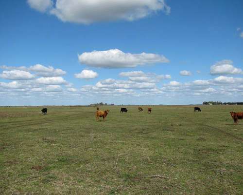 Udaquiola - 405 Ha - Buenos Aires