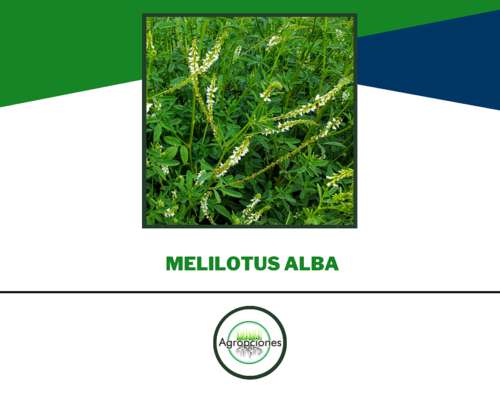Semilla de Melilotus - Criadero el Cencerro