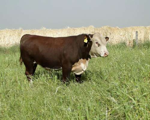 Toro Hereford Puro de Pedrigue