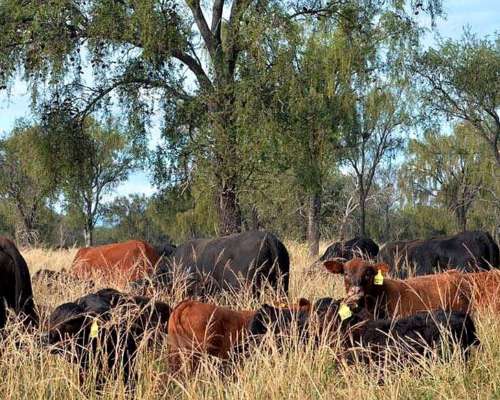 2500 Has Campo Ganadero SUR de Santiago del Estero