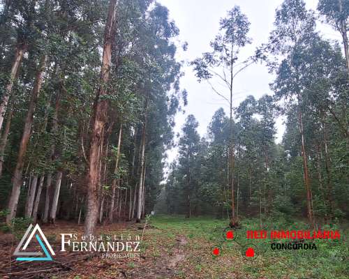83 Has Forestales a 1 km de Asfalto