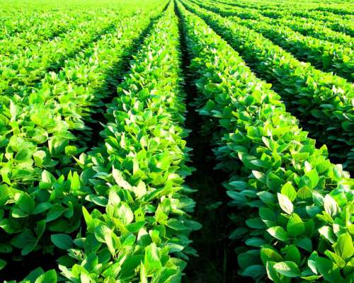 1.000 Ha Mixtas en Villa Saboya