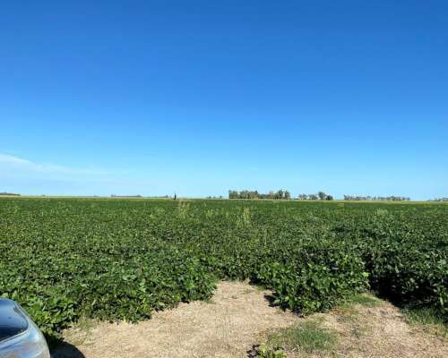 400 Has Agricolas en Quimili