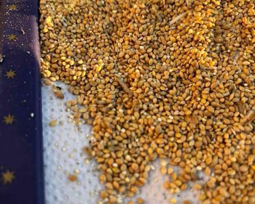 Vendo Mijo por Equipo