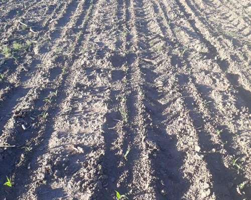 14.7 Ha Pampa de Pocho (cba) Agricolas