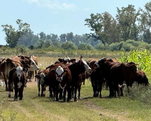 300 Ha Mixtas en Piamonte