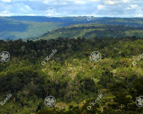 Campo en Venta 84.000 Has Bosque Nativo Misiones