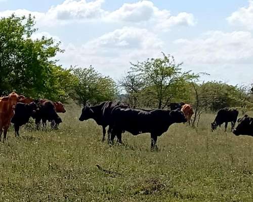 60 Vaquillonas Preñadas Brangus Negras