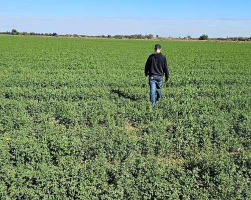 Impecable Feed LOT Cercano a la Banda, Santiago.