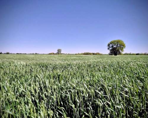 Se Venden 180 Has Zona Soledad.