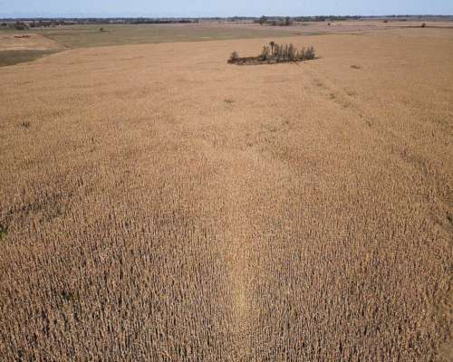 Campo en Venta de 178 Has en las Heras. Agricola