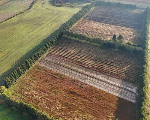 Campo con Monte de Durazno Viejo