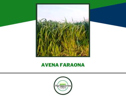 Semilla de Avena Faraona