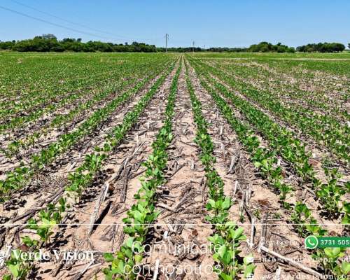 89 Has en Venta - Pcia del Chaco, las Breñas