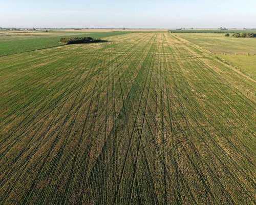 80 HA. Agricolas. Centeno. Santa FE.