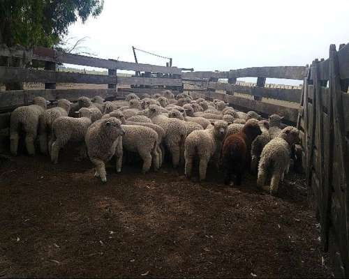 Corderas Seleccionadas para Madres