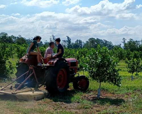 Campo y Casa en Venta, y Plantación de Limones. Bella Vista