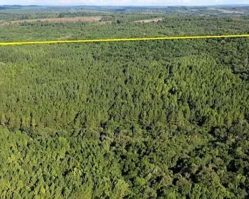 Se Vende 60 Ha con Pino y Arroyo Misiones.