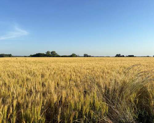 🌾 Campo de 10 Hectáreas en Venta – Suipacha, Buenos Aires