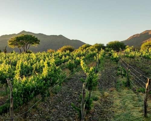 Pcia. de Salta - Bodega Miraluna - Cachi 16 Has