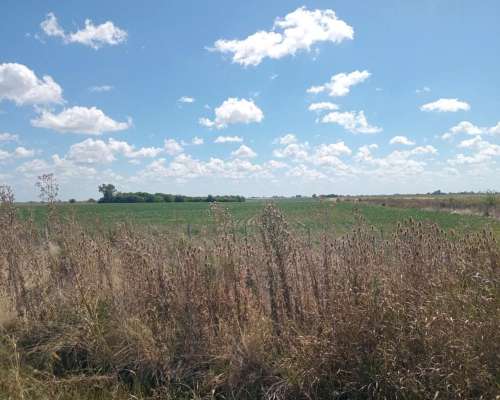 Campo 85 Ha en Basavilbaso 100 % Agrícola
