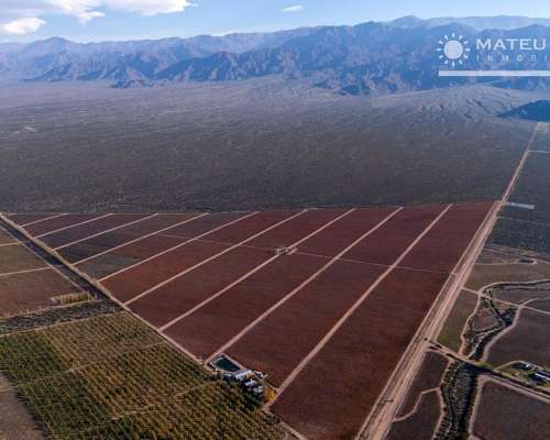 104 Has. Finca con Viñedos en el Cepillo, Mendoza